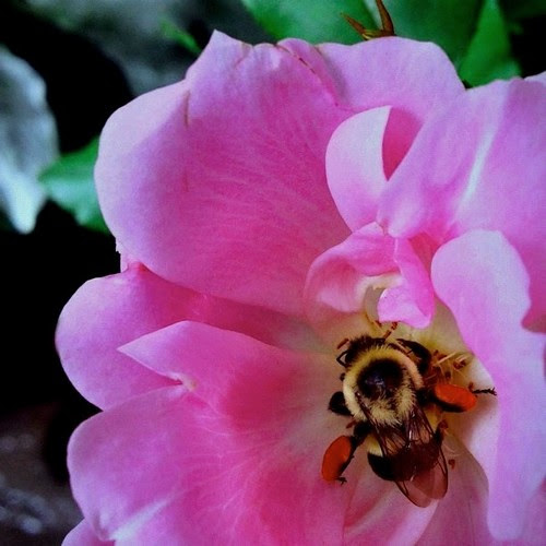 Busy Bee