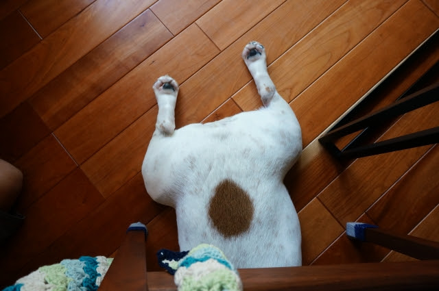 獣医師監修 犬の肛門腺絞りは必要 家庭でのやり方は 肛門腺を絞らないと起こる病気