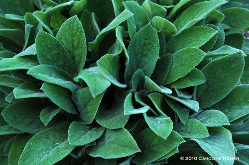 Stachys byzantina 'Lamb's Ear'