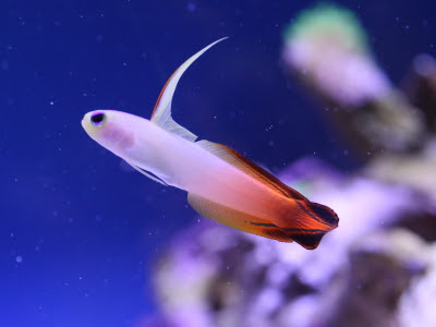 ときどき 海水魚 Newのタンクメイト紹介 No 1