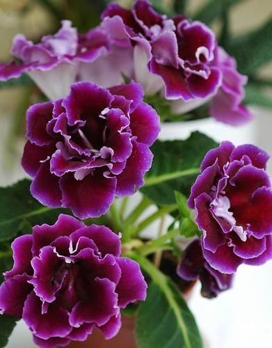 Gloxinia Double Flower