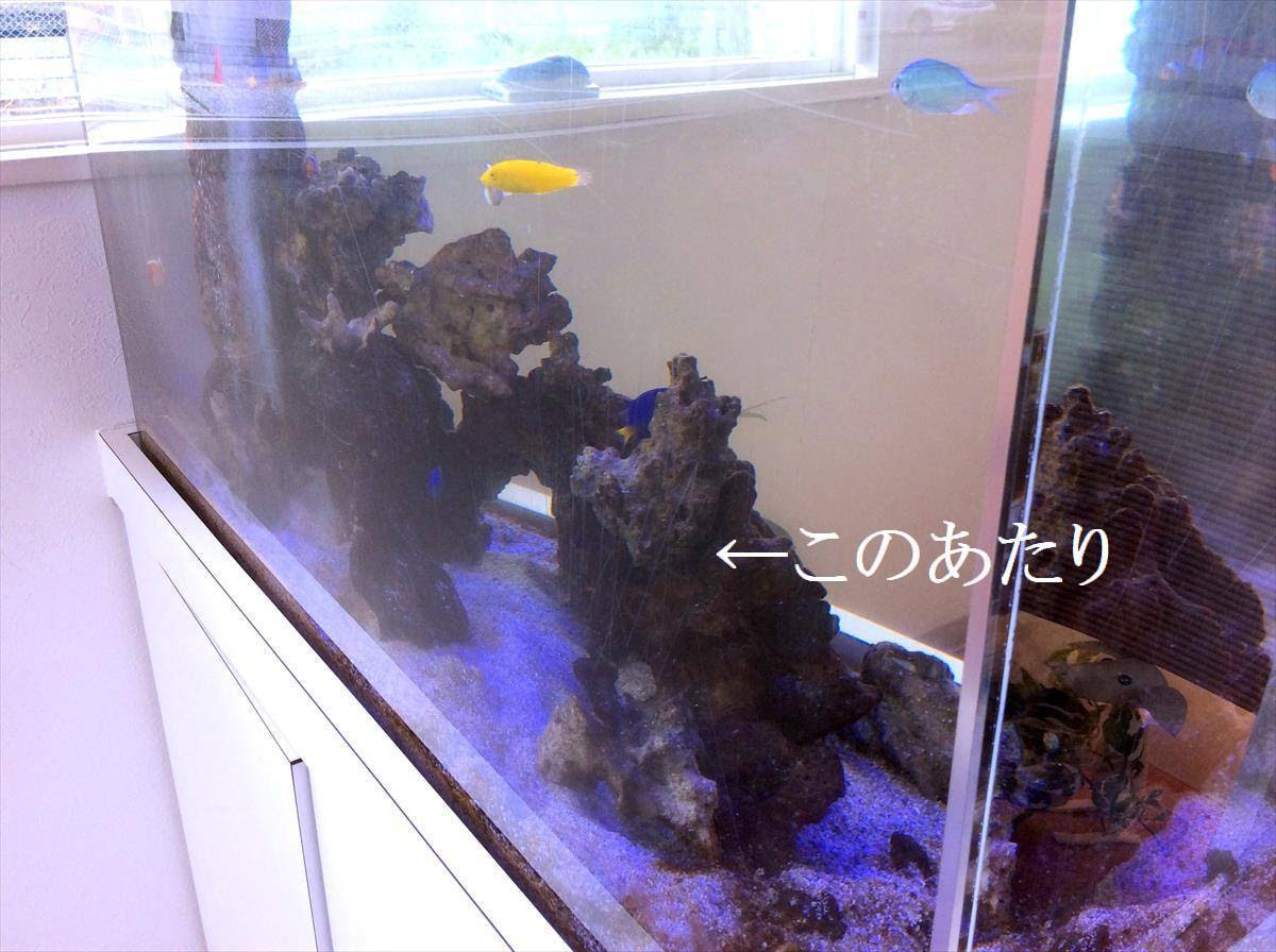 レンタル水槽屋のブログ15年9月 水槽レンタルサービス埼玉
