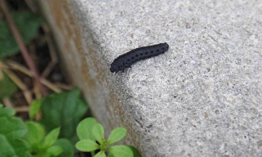 玄関先 げんかんさき の 黒 くろ いヤツ 徳之島 自然日誌