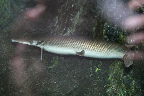 ガーパイクの種類 海水魚の種類と釣り方