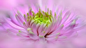 ダリアの花言葉 ピンク 赤 オレンジなど色別の花言葉まとめ