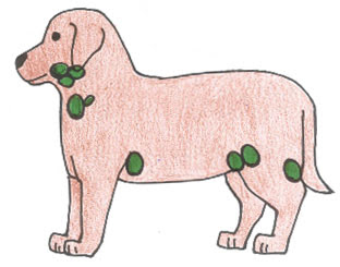 犬のリンパ腫 埼玉の動物病院 埼玉動物医療センター