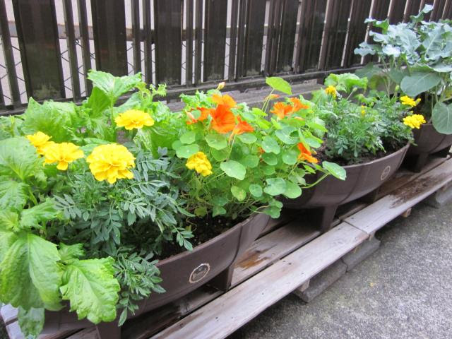 終了させた春菊のコンテナをシソのコンテナにリニューアル 猫と園芸