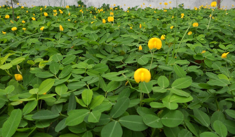 Tanaman Kacang Hias (Pinto Peanut) - BibitBunga.com