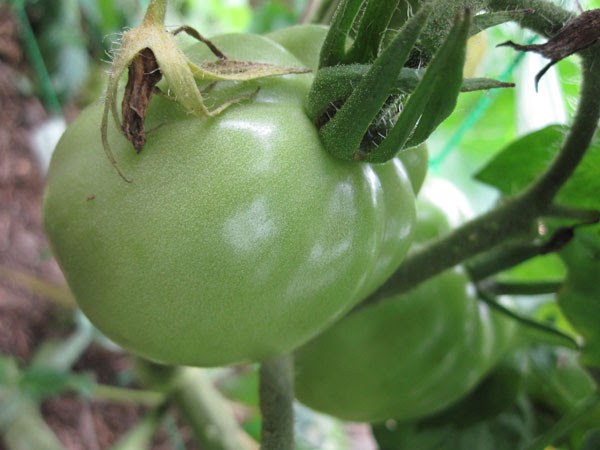 トマトの害虫一覧