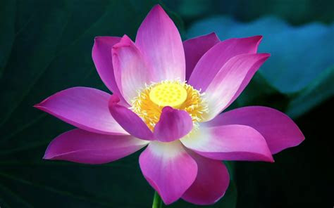 lotus flowers wallpapers hd pictures  hd wallpaper