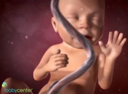 Sarcina Pe Saptamani Cum Evolueaza Sarcina Si Bebe