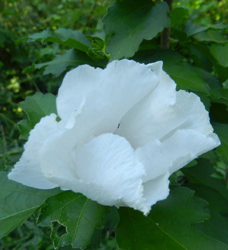 natnhDSCN4573