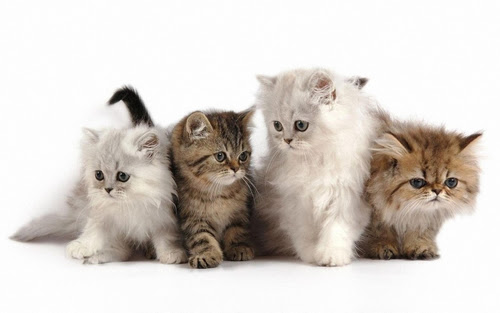Les Noms Pour Les Chats Nes En 14 Mamaw Fr
