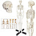 Human Bone Anatomy - Human Skeleton Poster Human Skeleton Chart Laminated / Its color, in a fresh state, is.