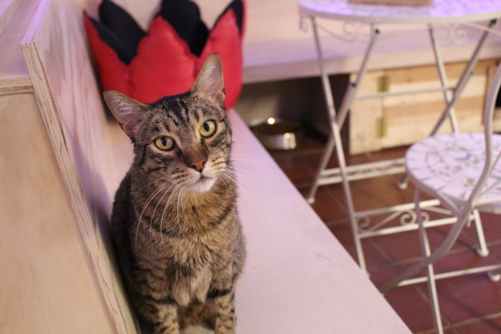 Espai de Gats Barcelona s cat  cafe  STRANGENESS CHARM 