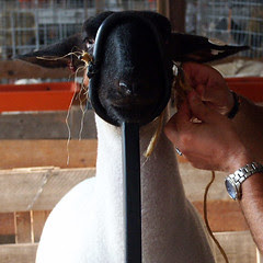 trussed for grooming