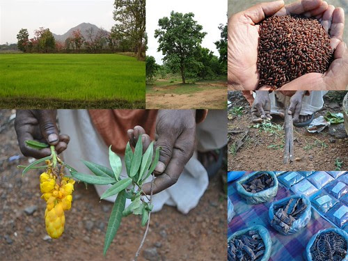 Validated and Potential Medicinal Rice Formulations for Hypertension and/with Diabetes mellitus Type 2 Complications (TH Group-268) from Pankaj Oudhia’s Medicinal Plant Database by Pankaj Oudhia