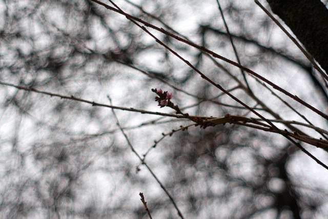 Cherry Blossom No. 1 (2k12 Edition)