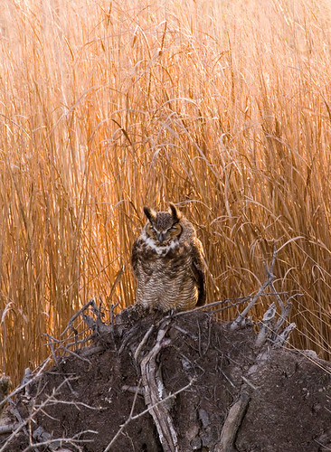 Owl (great horned?)