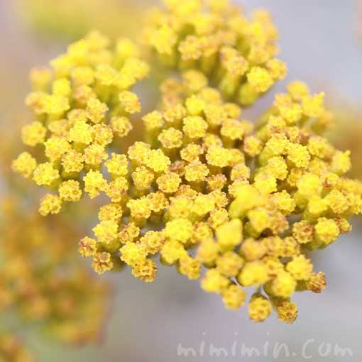 ハハコグサ 母子草 の花の写真 花言葉 みみみんブログ