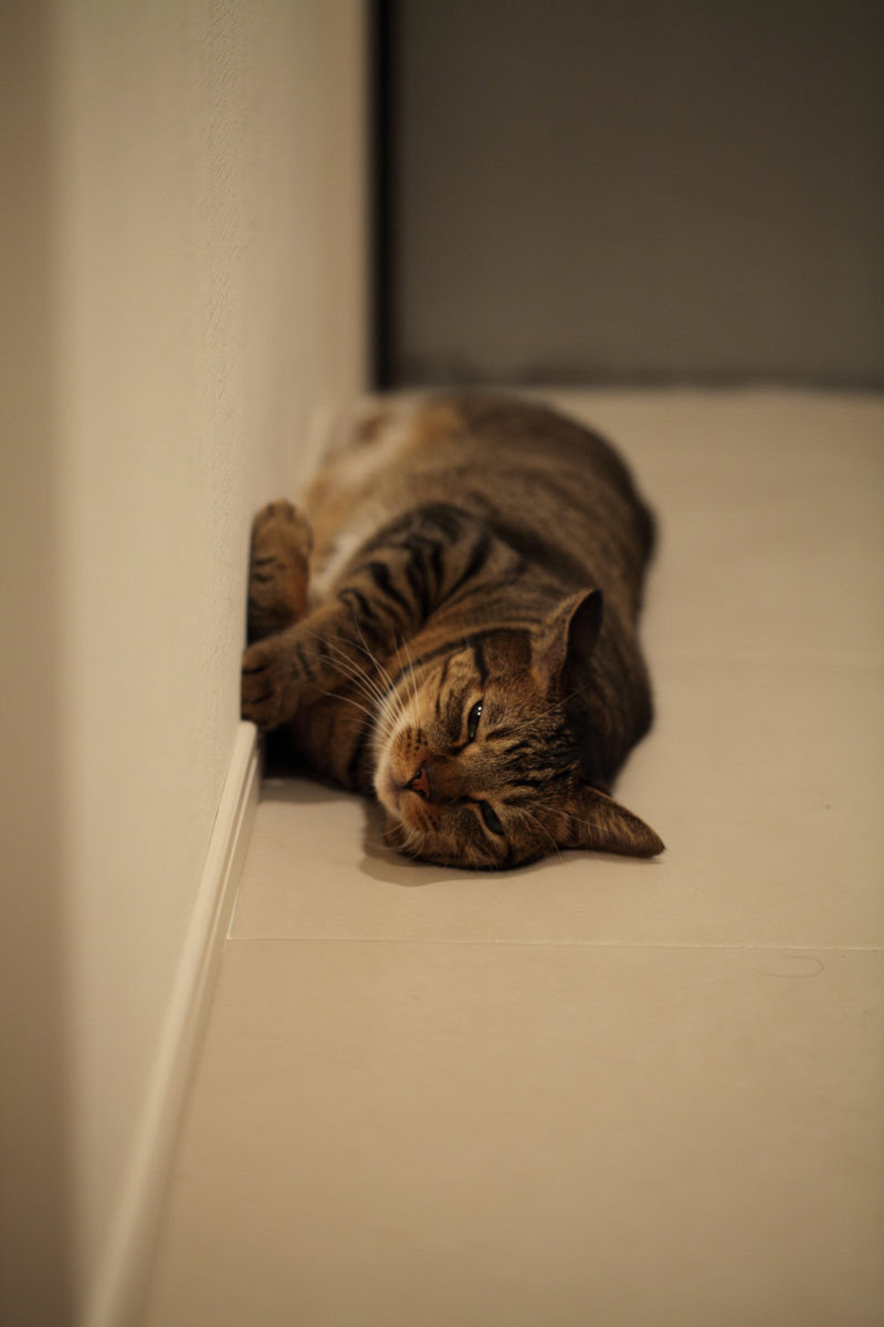 つちのこ 猫メモ