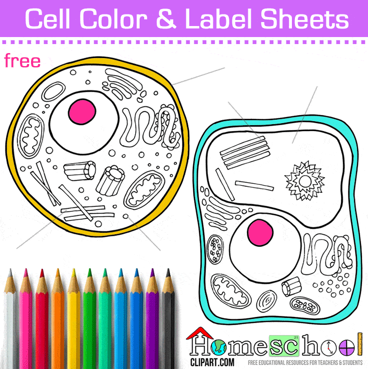 Anatomy Crafts for Kids - The Crafty Classroom