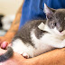 Where Can I Get A Dog Neutered For Free : Neutering dogs is a big decision and many people wonder if neutering calms a dog down or if male dogs change after being neutered.