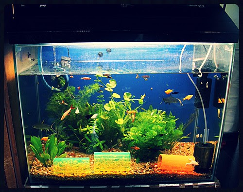 Marziya Shakirs New Fish Tank by firoze shakir photographerno1