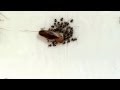 Baby Cockroach