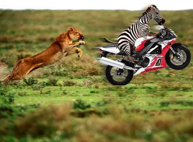 Coole Bilder, Zebra flieht auf Honda Motorrad vor Löwe