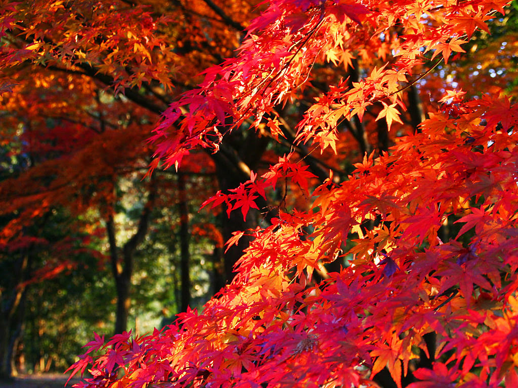 花の写真 秋の花 無料壁紙 花の無料壁紙写真 花の無料写真素材 四季の花の写真集