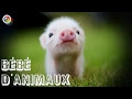 √ Télécharger animaux trop choux 341906-Animaux trop choux