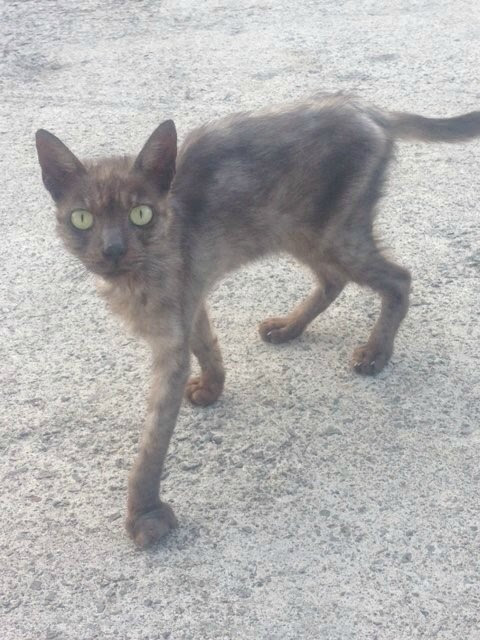 Jeune Chat En Detresse Les Creoles Ont La Parole