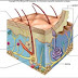 Merkel's Discs - A fun and easy way to remember 'Merkel discs (tactile ... / The disklike expansion of the end of a nerve fiber together with a closely associated merkel cell that has a presumed tactile function.