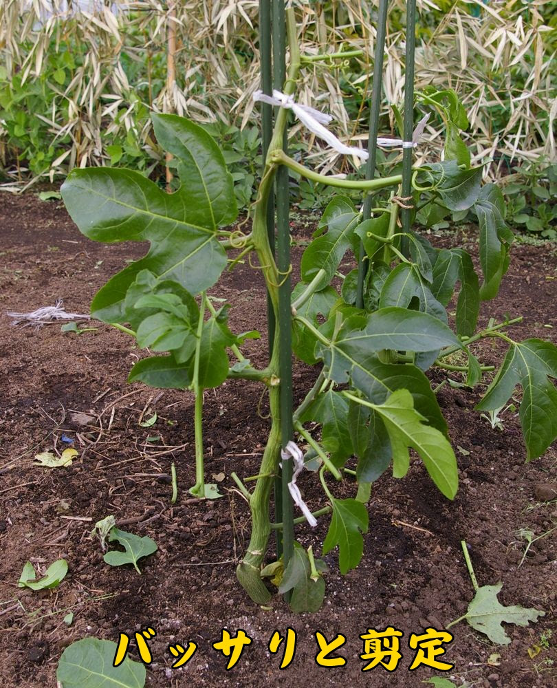 パッションフルーツの冬支度 野菜畑にて ウイークエンド果樹栽培 トピックス