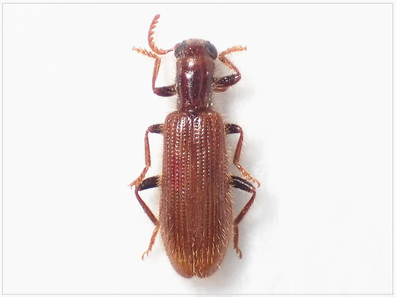 カッコウムシの一種 イガラシカッコウムシ 虫つれづれ 対馬v2