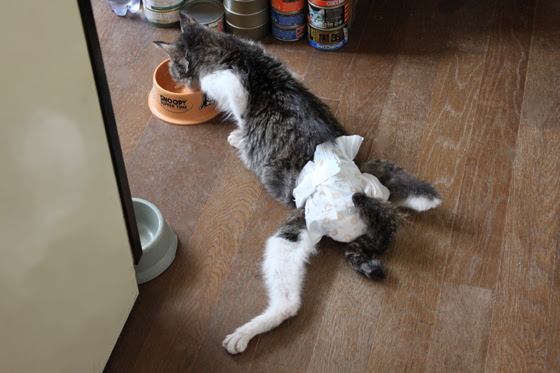 金物屋の猫ページ 認知症