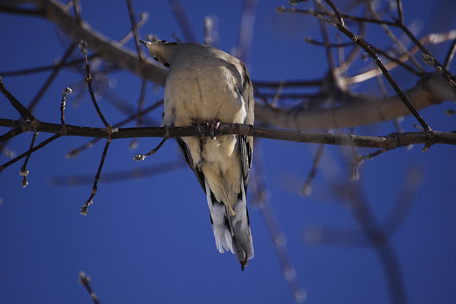 craning dove