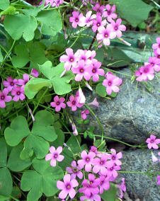 花 オキザリス 1月15日の花と花言葉 オキザリス 魅る魅るガーデニング