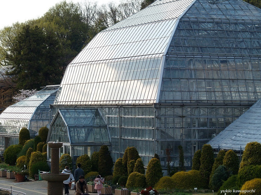 名古屋市東山植物園 温室前館 No 18 Yukio Photo Gallery うさおの足跡
