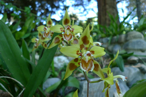 Reynaldo Espinoza Botanical Garden - Loja, Ecuador