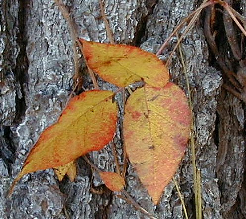 poison ivy rash treatment. bad poison ivy rashes. stages