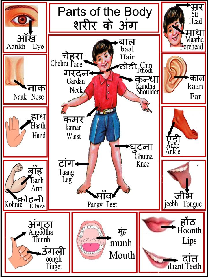 Body Parts Chart, शरीर के अंग