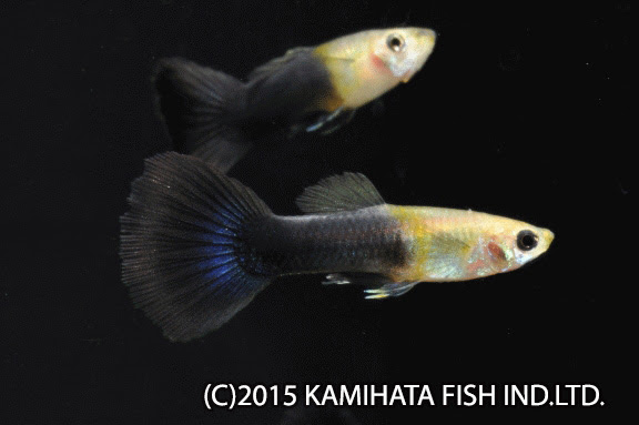 外産グッピー 神畑養魚株式会社