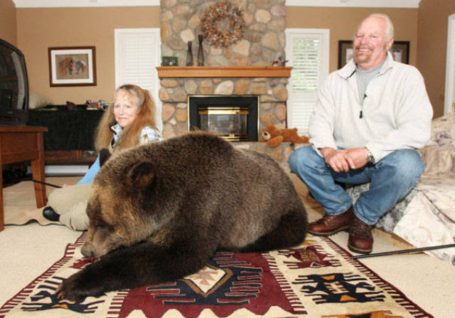 Canadian Couple Has Grizzly Bear Pet