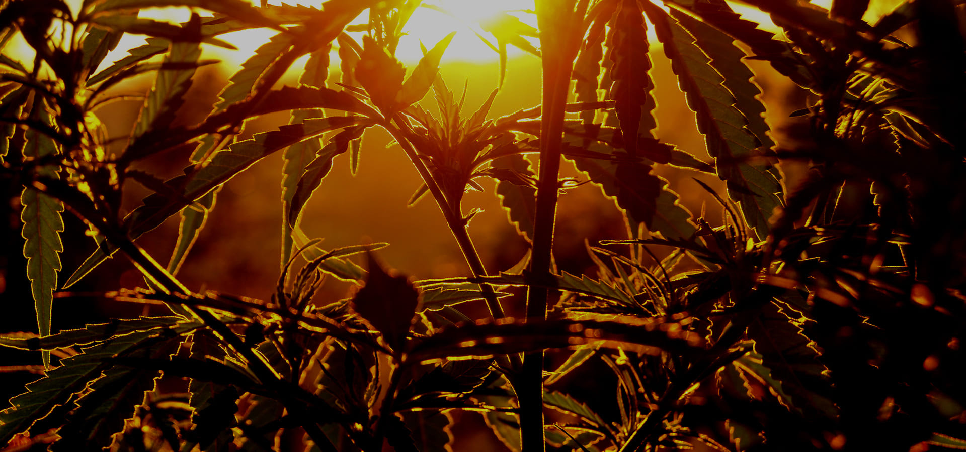 weed delivery oroville ca,weed delivery chico ca