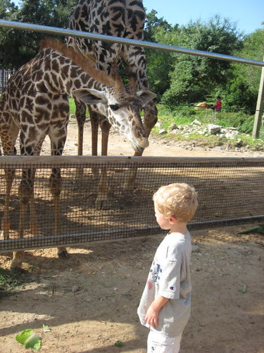 Giraffe Feeding