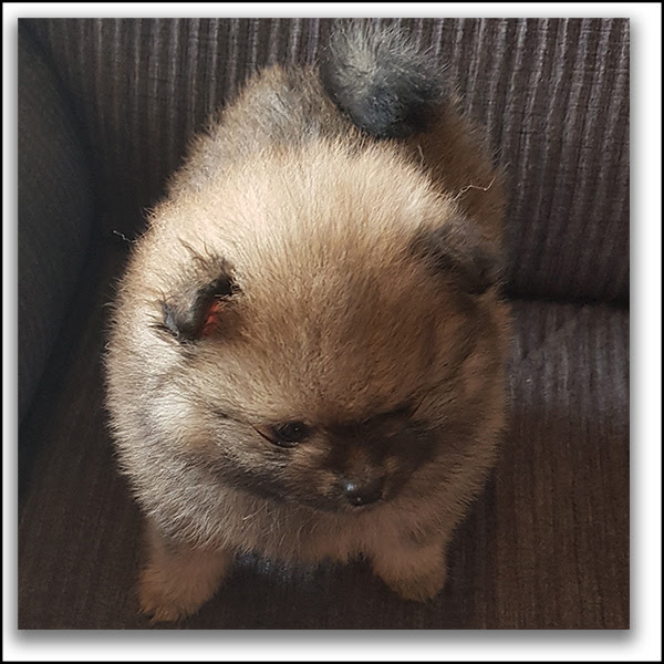 Pomeranian Breeders Nz Pets Lovers