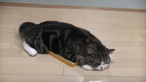 funny animated cat gif