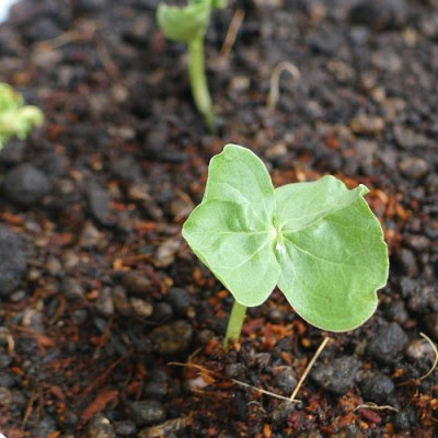 綿栽培 1 綿花 育てはじめました Kojima Tsumugu Farm こじまつむぐファーム に参加 ジーンズ デニムらぶログ